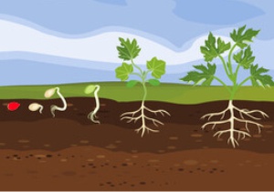 About Seed Coating Polymers India