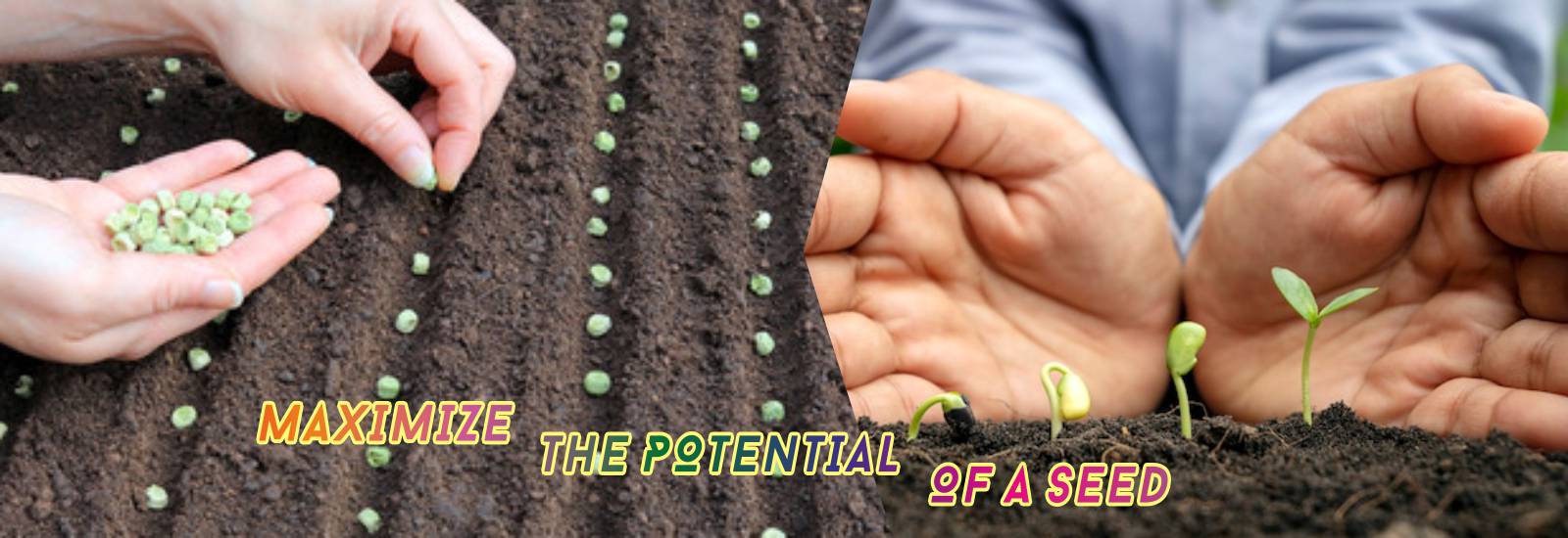 Seed Treatment Polymer Manufacturers
