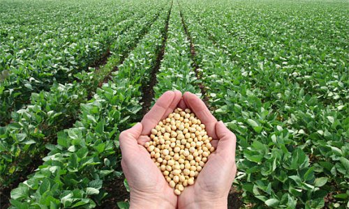 Seedpoly Field Crops Polymers